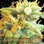 Strawberry Banana by Just Feminized THC Content Potency Strength CBD Height Yield Flowering Time Indica Sativa Genetics