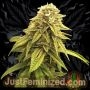 Strawberry Banana Fast V Marijuana Strain by Just Feminized For Sale Online at Cannabis Seeds Outlet