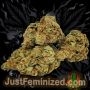 Just Feminized Strawberry Banana Fast V Smoke Buds Weed Ganja Skunk Dope Pot Images Pics Nuggets