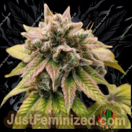 Strawberry Cough Marijuana Strain by Just Feminized For Sale Online at Cannabis Seeds Outlet