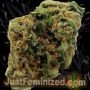 Just Feminized Strawberry Cough Smoke Buds Weed Ganja Skunk Dope Pot Images Pics Nuggets