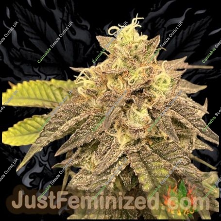 Strawberry NL5 Mist Auto Marijuana Strain by Just Feminized For Sale Online at Cannabis Seeds Outlet