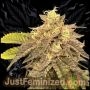 Strawberry NL5 Mist Auto Marijuana Strain by Just Feminized For Sale Online at Cannabis Seeds Outlet