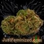 Just Feminized Strawberry NL5 Mist Auto Smoke Buds Weed Ganja Skunk Dope Pot Images Pics Nuggets
