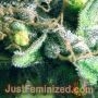 Strawberry NL5 Mist Auto by Just Feminized THC Content Potency Strength CBD Height Yield Flowering Time Indica Sativa Genetics