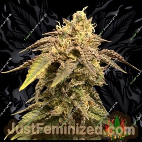 Strawberry NL5 Mist Marijuana Strain by Just Feminized For Sale Online at Cannabis Seeds Outlet