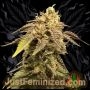 Strawberry NL5 Mist Marijuana Strain by Just Feminized For Sale Online at Cannabis Seeds Outlet
