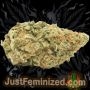 Just Feminized Strawberry NL5 Mist Smoke Buds Weed Ganja Skunk Dope Pot Images Pics Nuggets