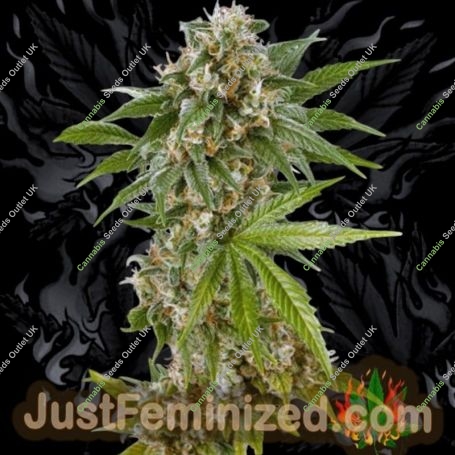 Sunset Sherbet Marijuana Strain by Just Feminized For Sale Online at Cannabis Seeds Outlet