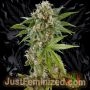 Sunset Sherbet Marijuana Strain by Just Feminized For Sale Online at Cannabis Seeds Outlet
