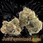 Just Feminized Sunset Sherbet Smoke Buds Weed Ganja Skunk Dope Pot Images Pics Nuggets