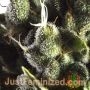 Sunset Sherbet by Just Feminized THC Content Potency Strength CBD Height Yield Flowering Time Indica Sativa Genetics