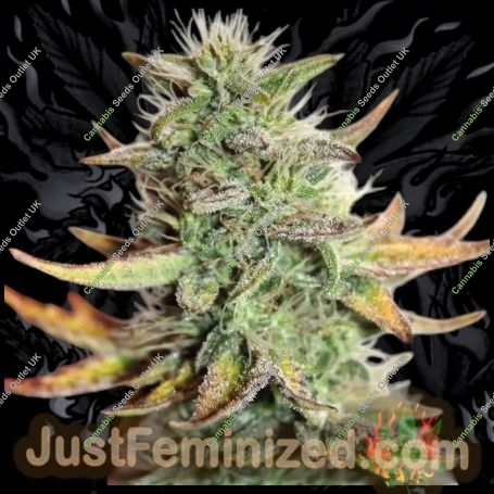 Super Dwarf Auto Marijuana Strain by Just Feminized For Sale Online at Cannabis Seeds Outlet