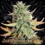 Super Dwarf Auto Marijuana Strain by Just Feminized For Sale Online at Cannabis Seeds Outlet