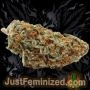 Just Feminized Super Dwarf Auto Smoke Buds Weed Ganja Skunk Dope Pot Images Pics Nuggets