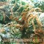 Super Dwarf Auto by Just Feminized THC Content Potency Strength CBD Height Yield Flowering Time Indica Sativa Genetics