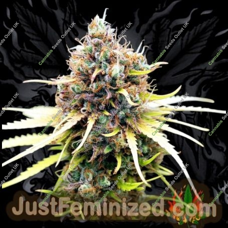 Super Lemon Haze Auto Marijuana Strain by Just Feminized For Sale Online at Cannabis Seeds Outlet