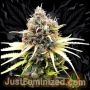 Super Lemon Haze Auto Marijuana Strain by Just Feminized For Sale Online at Cannabis Seeds Outlet