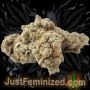 Just Feminized Super Lemon Haze Auto Smoke Buds Weed Ganja Skunk Dope Pot Images Pics Nuggets