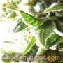 Super Lemon Haze Auto by Just Feminized THC Content Potency Strength CBD Height Yield Flowering Time Indica Sativa Genetics