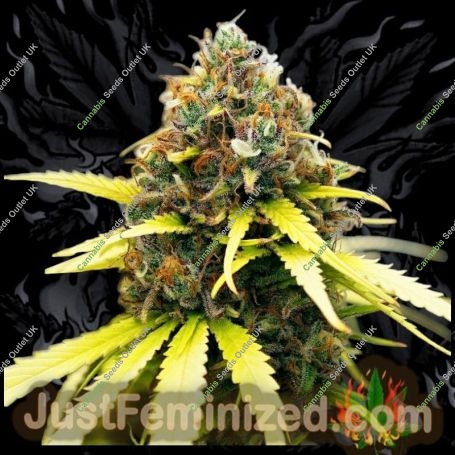 Super Lemon Haze Marijuana Strain by Just Feminized For Sale Online at Cannabis Seeds Outlet