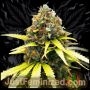Super Lemon Haze Marijuana Strain by Just Feminized For Sale Online at Cannabis Seeds Outlet