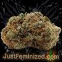 Just Feminized Super Lemon Haze Smoke Buds Weed Ganja Skunk Dope Pot Images Pics Nuggets