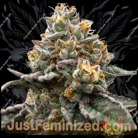 Super Silver Haze Marijuana Strain by Just Feminized For Sale Online at Cannabis Seeds Outlet