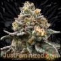 Super Silver Haze Marijuana Strain by Just Feminized For Sale Online at Cannabis Seeds Outlet