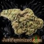 Just Feminized Super Silver Haze Smoke Buds Weed Ganja Skunk Dope Pot Images Pics Nuggets
