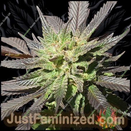 Super Skunk Auto Marijuana Strain by Just Feminized For Sale Online at Cannabis Seeds Outlet