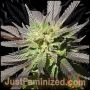 Super Skunk Auto Marijuana Strain by Just Feminized For Sale Online at Cannabis Seeds Outlet