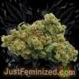 Just Feminized Super Skunk Auto Smoke Buds Weed Ganja Skunk Dope Pot Images Pics Nuggets