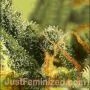 Super Skunk Auto by Just Feminized THC Content Potency Strength CBD Height Yield Flowering Time Indica Sativa Genetics