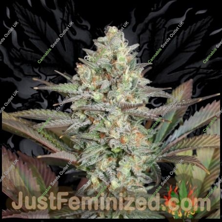 Super Skunk Marijuana Strain by Just Feminized For Sale Online at Cannabis Seeds Outlet