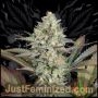 Super Skunk Marijuana Strain by Just Feminized For Sale Online at Cannabis Seeds Outlet