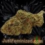 Just Feminized Super Skunk Smoke Buds Weed Ganja Skunk Dope Pot Images Pics Nuggets