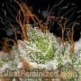 Super Skunk by Just Feminized THC Content Potency Strength CBD Height Yield Flowering Time Indica Sativa Genetics