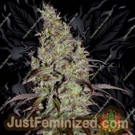 Super Skunk Fast V Marijuana Strain by Just Feminized For Sale Online at Cannabis Seeds Outlet