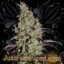 Super Skunk Fast V Marijuana Strain by Just Feminized For Sale Online at Cannabis Seeds Outlet