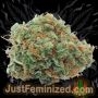 Just Feminized Super Skunk Fast V Smoke Buds Weed Ganja Skunk Dope Pot Images Pics Nuggets
