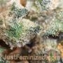 Super Skunk Fast V by Just Feminized THC Content Potency Strength CBD Height Yield Flowering Time Indica Sativa Genetics