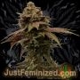 Super Turbo Diesel Auto Marijuana Strain by Just Feminized For Sale Online at Cannabis Seeds Outlet