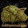 Just Feminized Super Turbo Diesel Auto Smoke Buds Weed Ganja Skunk Dope Pot Images Pics Nuggets