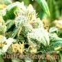 Super Turbo Diesel Auto by Just Feminized THC Content Potency Strength CBD Height Yield Flowering Time Indica Sativa Genetics