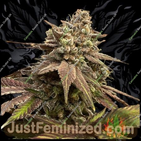 Super Turbo Diesel Marijuana Strain by Just Feminized For Sale Online at Cannabis Seeds Outlet