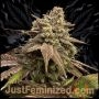 Super Turbo Diesel Marijuana Strain by Just Feminized For Sale Online at Cannabis Seeds Outlet