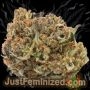 Just Feminized Super Turbo Diesel Smoke Buds Weed Ganja Skunk Dope Pot Images Pics Nuggets