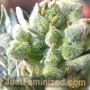 Super Turbo Diesel by Just Feminized THC Content Potency Strength CBD Height Yield Flowering Time Indica Sativa Genetics