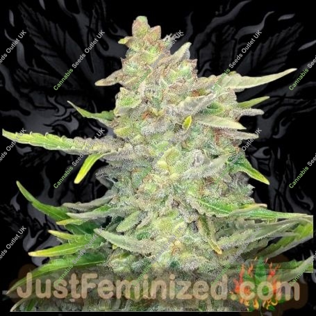 Sweet Tooth Auto Marijuana Strain by Just Feminized For Sale Online at Cannabis Seeds Outlet